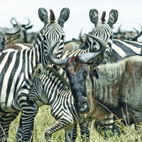 Masai Mara Annual Migration