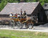 Horsing about in Ironbridge