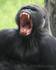 Wildlife Worldwide cuts £100 off Uganda trips