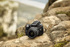 Sony SLT-A35