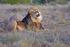 Roaring lion in the Kruger