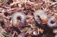 Safe and natural solutions for keeping garden pests under control