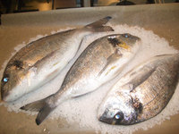 A taste of Andalucia: ‘Fish, Salt & Sherry’ gastro tours