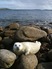 seals