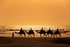 Moroccan camels