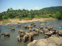 Discover Sri Lanka fifteen-day tour 