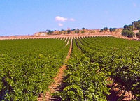 September tastes good in Puglia