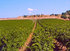 Puglia