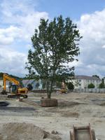 A tree-mendous move at Holborough Lakes