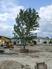 Mature Trees being planted at Holborough Lakes
