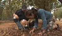 Hunting for truffles in Western Australia – with dogs!