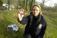 Acorns which can be made into flour