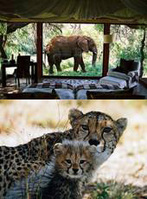 Spot more than just the Big Five with Makanyane Safari Lodge