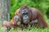 Borneo's famous orang-utans
