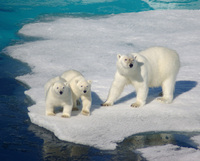 Aurora Expeditions launches Earlybird offer for 2012 voyages