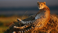 Black Tomato introduces 'Wild about Cheetahs' African experience