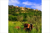 Hiking through Chianti country