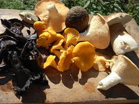 Try gourmet mushroom foraging in the French Alps