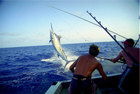 Australia's Lizard Island, the "Formula One" of heavy tackle fishing