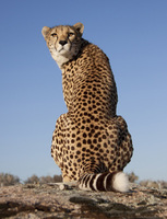 Cheetah