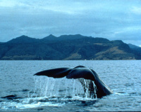 Whale Watching