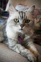 Meet the cat that’s as loud as a lawnmower at the LovePets Show