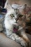 Smokey the cat 
