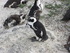 Penguins