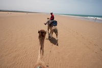Enjoy a camel ride on the beach at the Rebali Riads