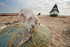 Dog on Beach, Pondicherry