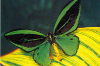 Worlds largest butterfly emerges at Stratford Butterfly Farm