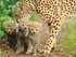 Cheetah family 