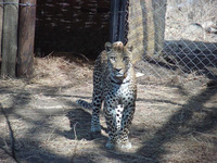 Predators return to Malawi's Majete