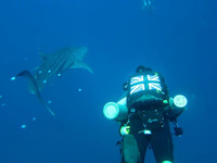 Whaler Shark