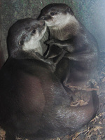 Visit the 'Romeo' and 'Juliet' otters touching keepers' hearts