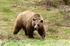 Spot a brown bear in Slovakia!