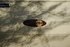 Eclipse through an Acacia tree - Explorers