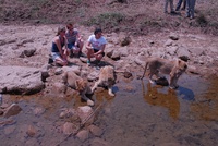 Lion Walk Zimbabwe