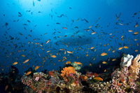Nature's underwater world in the Maldives