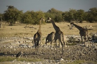 Giraffe kiss (c) Mike Cook