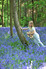 Bluebells at Hole Park Gardens in Rolvenden