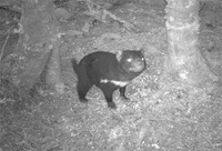 Walkers in Tarkine rainforest enlisted in bid to save Tasmanian devil