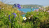 Clifftop bluebells