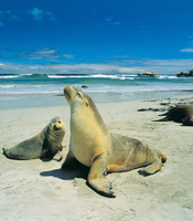 Seals