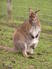Posh the wallaby with her newborn joey