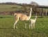 Lottie the llama with her newborn cria