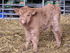 Rory the newborn highland calf