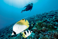 Dive season returns to Tanjong Jara Resort