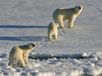 Polar Bear Safari