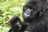 Proud mother and baby gorillas, Rwanda